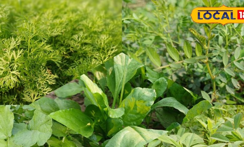 Bharatpur Winter Vegetables Demand. चने का साग. बथुआ और गाजर की बढ़ी मांग . Bharatpur Mandi News.