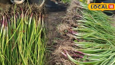 एमपी के प्याज की राजस्थान में जबरदस्त डिमांड, कम समय में मिलती है बंपर पैदावार, किसानों की बनी पहली पसंद