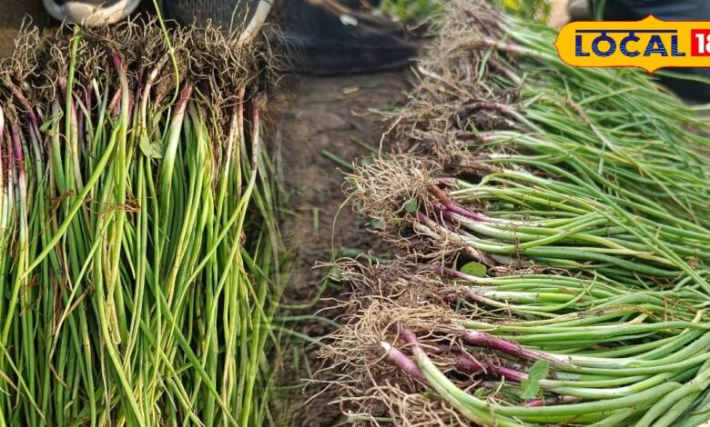 एमपी के प्याज की राजस्थान में जबरदस्त डिमांड, कम समय में मिलती है बंपर पैदावार, किसानों की बनी पहली पसंद