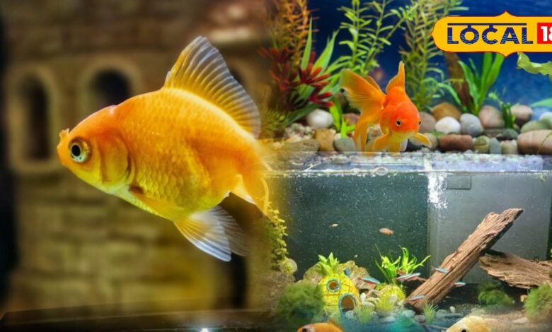 ठंड में फिश टैंक की मछलियों की देखभाल – Fish Tank Winter Care Tips