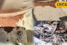 किचन गार्डन में चींटियों से छुटकारा पाने के आसान घरेलू उपाय.