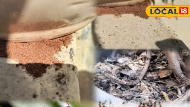 किचन गार्डन में चींटियों से छुटकारा पाने के आसान घरेलू उपाय.