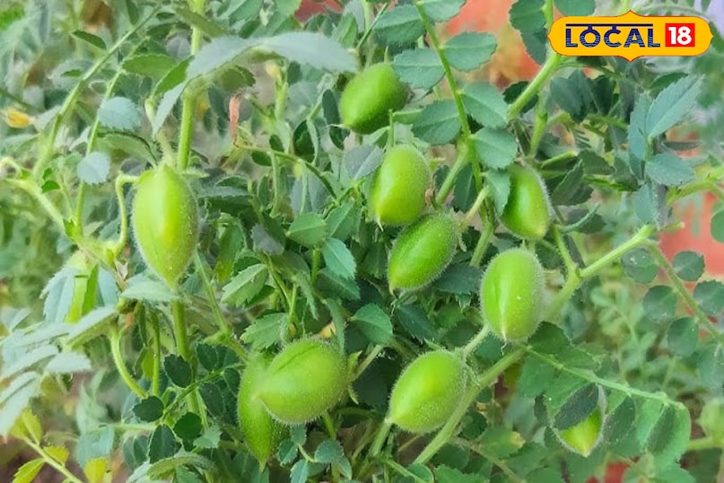 चने का पौधा 
