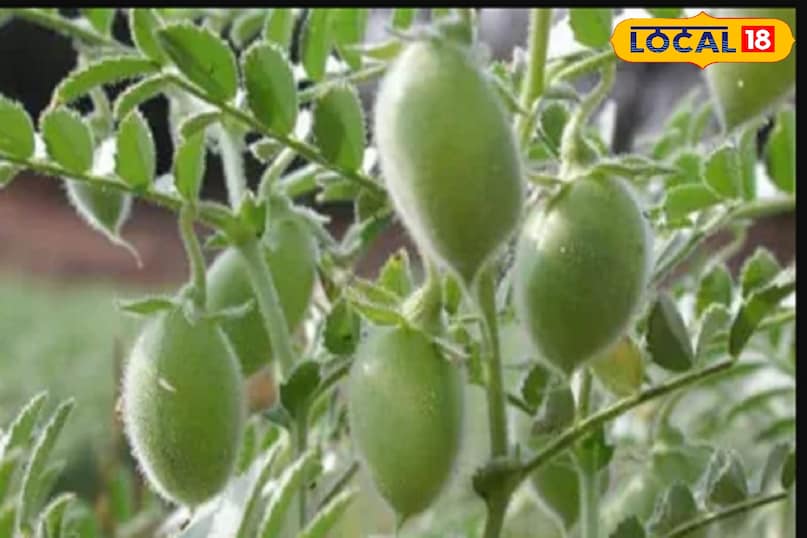 चने का पौधा 