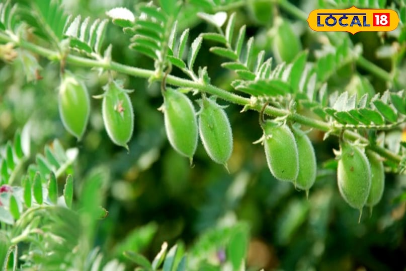 चने का पौधा 