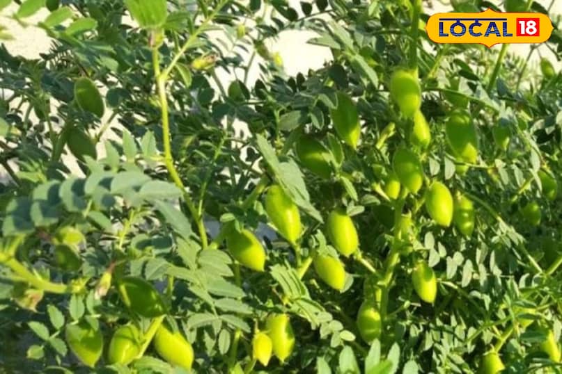 चने का पौधा 