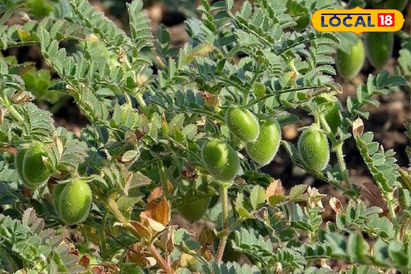 चने का पौधा 