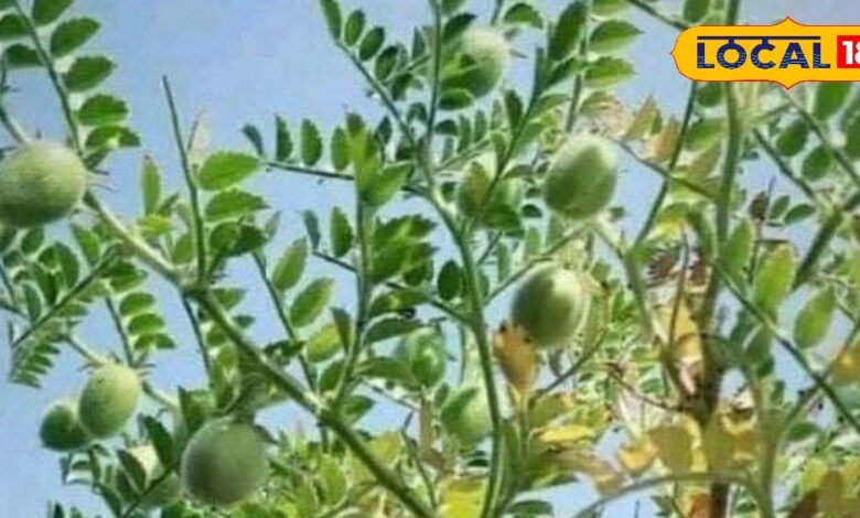 Chana Crop Tips | Chickpea Disease Control | Agriculture Tips for Farmers | Chana Production Increase | Gram Crop Care | Chana Ke Rog | Chana Me Deemak Ka Ilaj