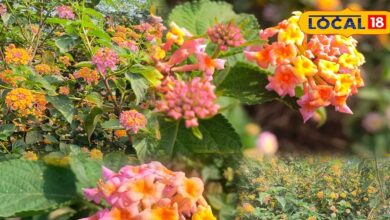 Lantana camara care tips | low maintenance flowering plant | all season flowering plant | gardening tips