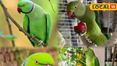 Parrot Winter Care Tips | Cold Weather Parrot Health | Pet Bird Care Winter | Parrot Protection in Winter | Homemade Parrot Care Tips | Tota Care Tips | Winter Season Bird Tips | Parrot Heating Tips