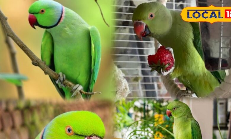 Parrot Winter Care Tips | Cold Weather Parrot Health | Pet Bird Care Winter | Parrot Protection in Winter | Homemade Parrot Care Tips | Tota Care Tips | Winter Season Bird Tips | Parrot Heating Tips