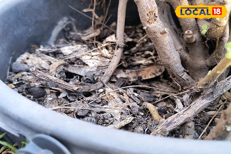 घर में चींटियों का आतंक? ये देसी नुस्खे अपनाएं, तुरंत मिलेगी राहत घर में चींटियों का आतंक? ये देसी नुस्खे अपनाएं, तुरंत मिलेगी राहत