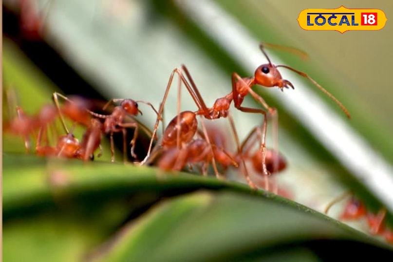 घर में चींटियों का आतंक? ये देसी नुस्खे अपनाएं, तुरंत मिलेगी राहत घर में चींटियों का आतंक? ये देसी नुस्खे अपनाएं, तुरंत मिलेगी राहत