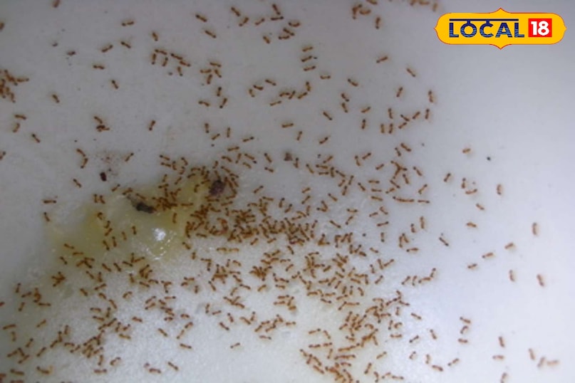 घर में चींटियों का आतंक? ये देसी नुस्खे अपनाएं, तुरंत मिलेगी राहत घर में चींटियों का आतंक? ये देसी नुस्खे अपनाएं, तुरंत मिलेगी राहत