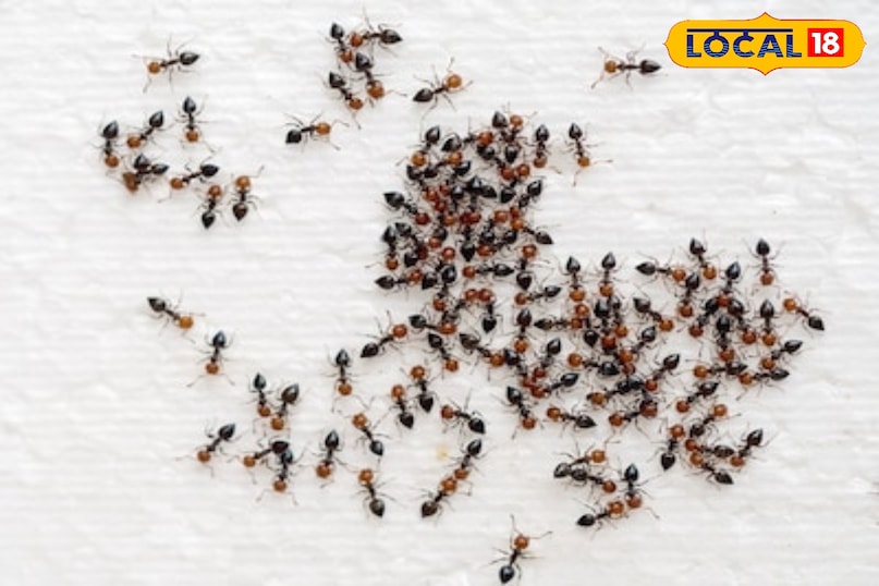 घर में चींटियों का आतंक? ये देसी नुस्खे अपनाएं, तुरंत मिलेगी राहत घर में चींटियों का आतंक? ये देसी नुस्खे अपनाएं, तुरंत मिलेगी राहत