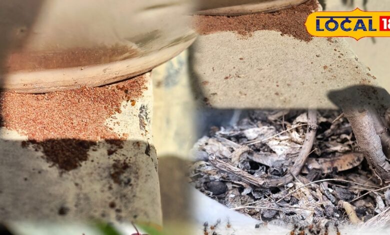 चींटियों से छुटकारा: आसान देसी नुस्खे | Home Ant Removal Tips