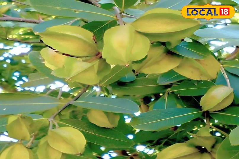 अर्जुन का पेड़ 