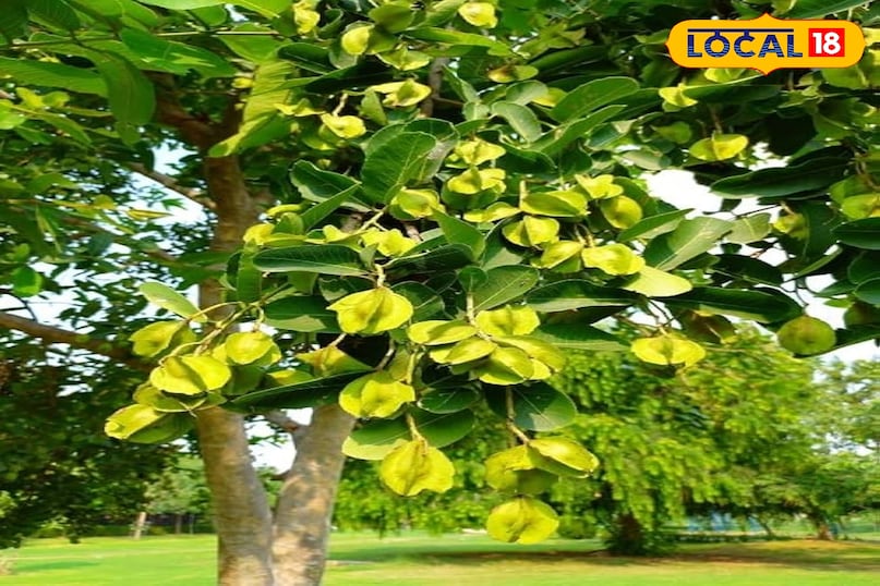 अर्जुन का पेड़ 