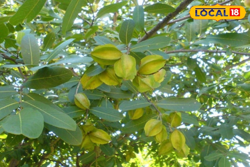 अर्जुन का पेड़ 