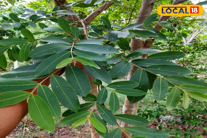 अर्जुन का पेड़ 