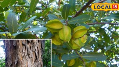 अर्जुन के पत्ते और फल के फायदे | Arjun Tree Leaves & Fruits Benefits in Health
