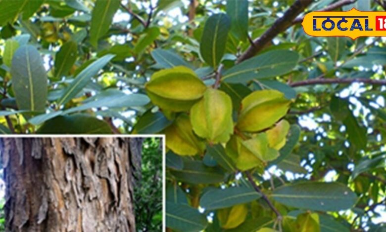 अर्जुन के पत्ते और फल के फायदे | Arjun Tree Leaves & Fruits Benefits in Health