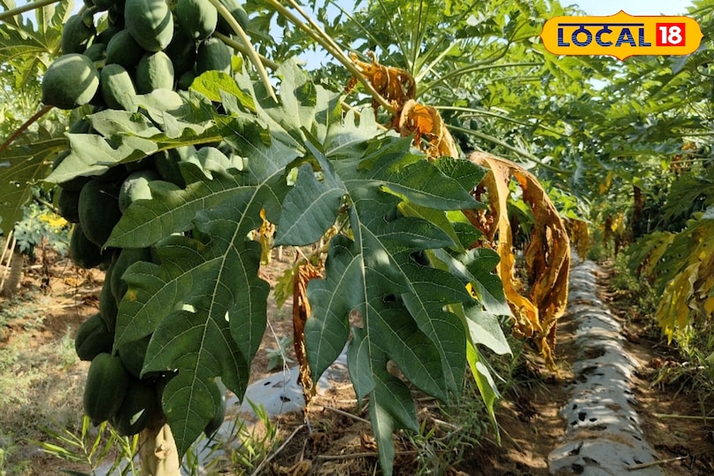 पपीता का पौधा 