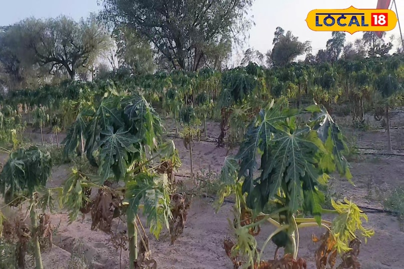 पपीता के पौधे 