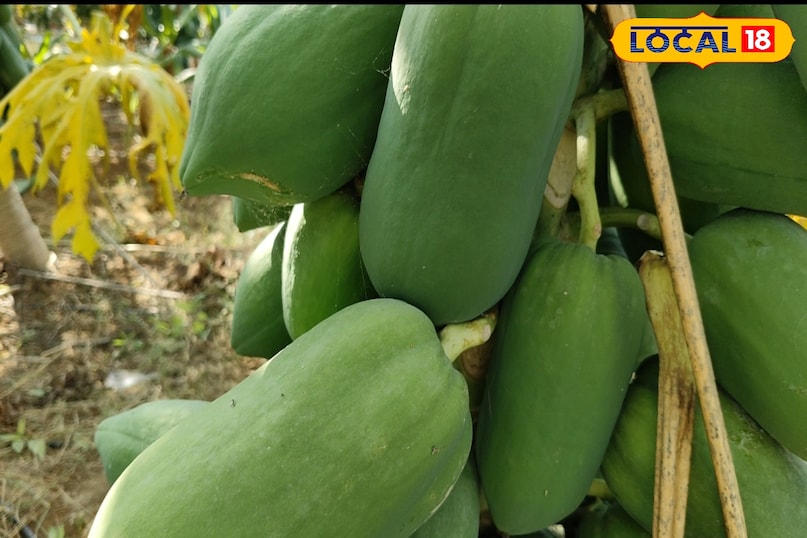 पपीता का पौधा 