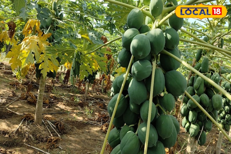 पपीता का पौधा 