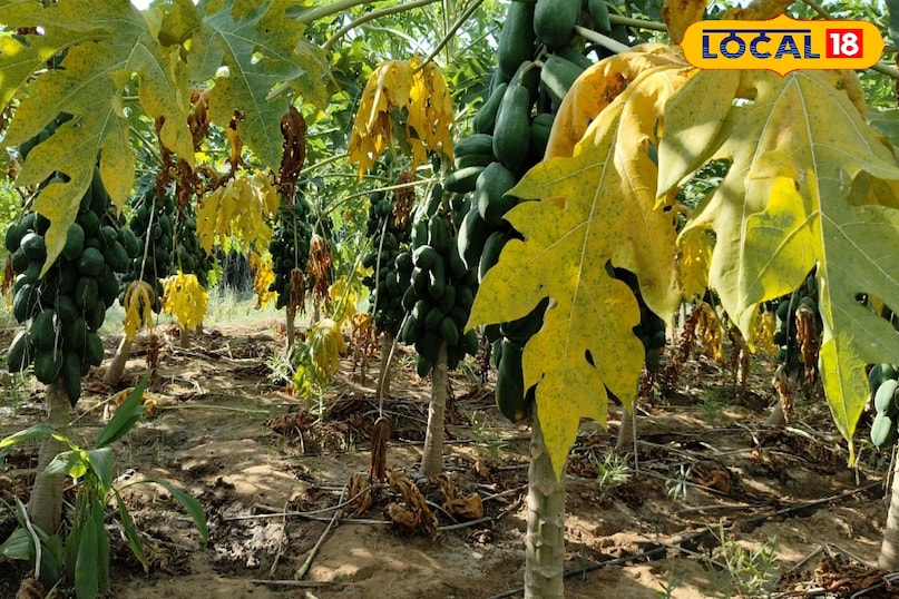 पपीता का पौधा 