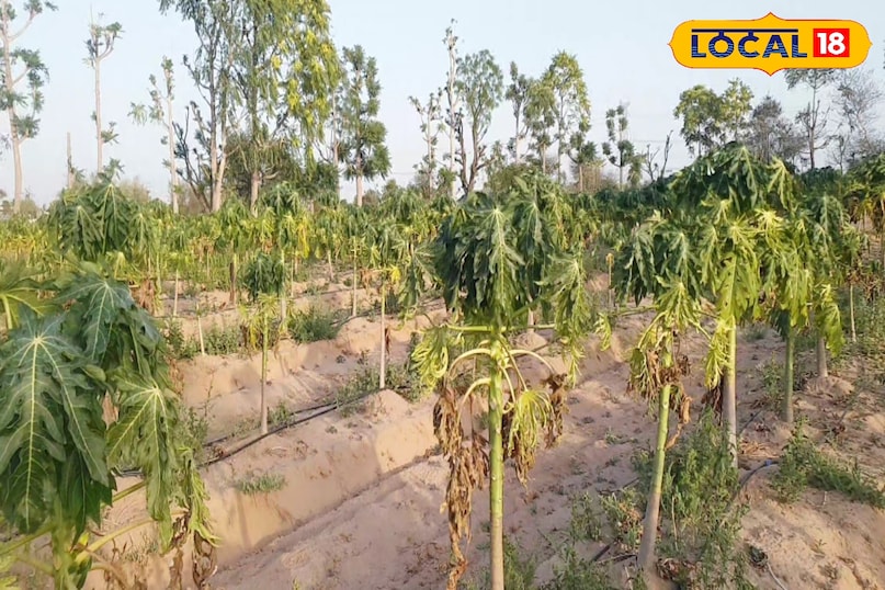 पपीता का पौधा 