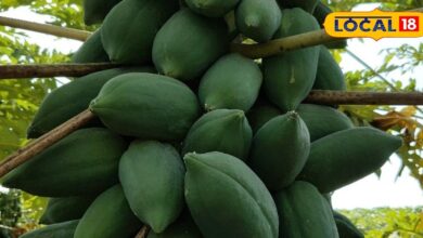 पपीते-मिर्च में मोज़ेक वायरस रोकथाम हेतु डाइमेथोएट छिड़काव