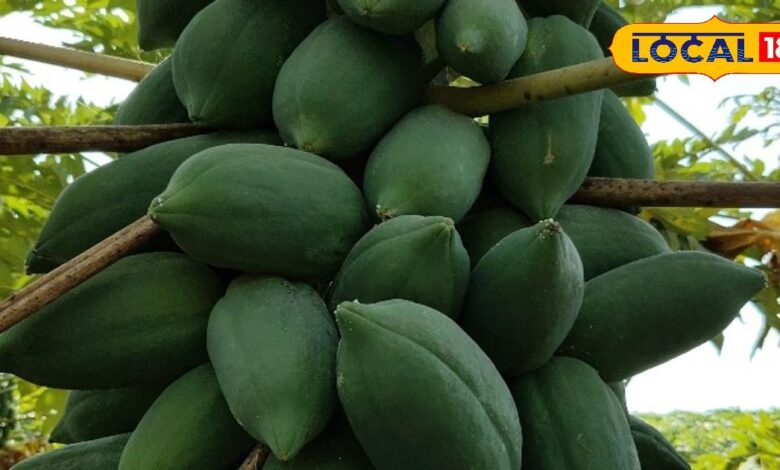 पपीते-मिर्च में मोज़ेक वायरस रोकथाम हेतु डाइमेथोएट छिड़काव