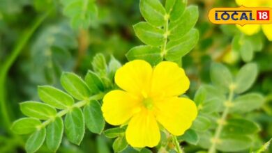 गोखरू जड़ी बूटी के फायदे | Gokhru Herb Benefits in Ayurveda