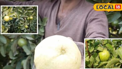 अमरूद की बागवानी का रामबाण फॉर्मूला! खेत में डाल दें ये देसी घोल, कभी नहीं लगेगा रोग, पैदावार होगी दोगुनी