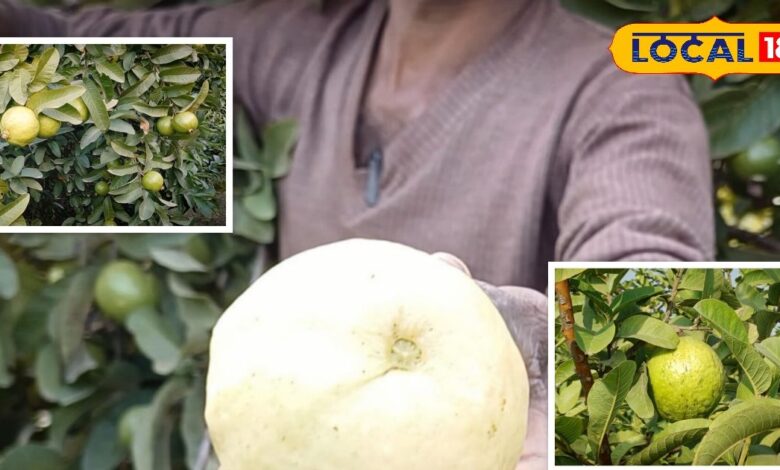 अमरूद की बागवानी का रामबाण फॉर्मूला! खेत में डाल दें ये देसी घोल, कभी नहीं लगेगा रोग, पैदावार होगी दोगुनी