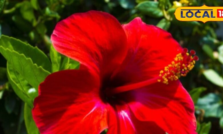 गार्डडिंग टिप्स: घर बैठे किचन गार्डन में ऐसे लगाएं गुड़हल का पौधा, यह आसान तरीका हर घर में देगा हरियाली