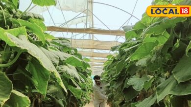 इजराइल वाली खेती, राजस्थान के गांव में कमाल! कुंडलपुर के किसान कमा रहे करोड़ो