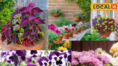 कड़ाके की ठंड में भी खिलेगा रंगों का धमाका! लगाइए ये 5 पौधे और बदल डालिए बालकनी की तस्वीर