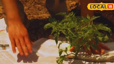 Newspaper Gardening Tips | Organic Gardening | home gardening ideas | Organic Gardening Technique | kitchen gardening tips