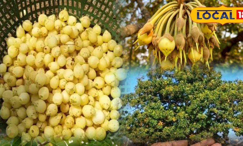 Mahua Products Udaipur | Mahua Tea Candy Cookies | Mahua Syrup Energy Bar | Tribal Entrepreneurship Rajasthan | Mahua Processing Unit