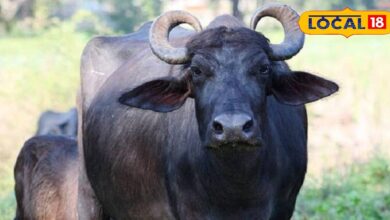 Murrah Buffalo Breed | Dairy Farming Tips | Best Buffalo for Dairy Business | Murrah Buffalo Milk Yield | Dairy Farm Income Growth