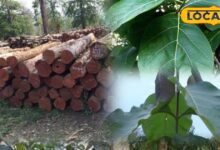 खेत की मेड़ पर लगा दें इस पेड़ का पौधा, कुछ सालों में हो जाएगा तैयार, मिलेगा एफडी से बेहतर रिटर्न