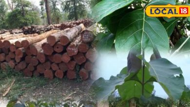 खेत की मेड़ पर लगा दें इस पेड़ का पौधा, कुछ सालों में हो जाएगा तैयार, मिलेगा एफडी से बेहतर रिटर्न