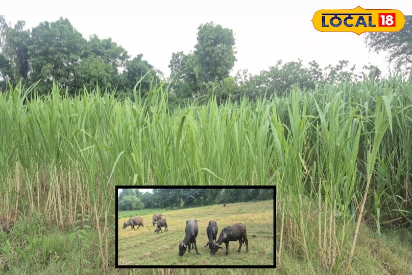 10 हजार बीघा में होगी नेपियर खेती, किसानों को मिलेगी गारंटी आमदनी—चांदराई बना मॉडल क्षेत्र...
