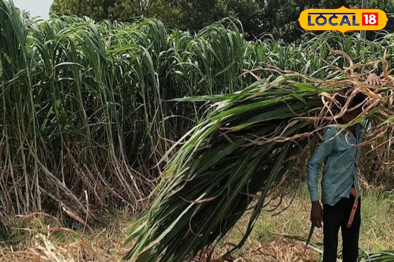 10 हजार बीघा में होगी नेपियर खेती, किसानों को मिलेगी गारंटी आमदनी—चांदराई बना मॉडल क्षेत्र...