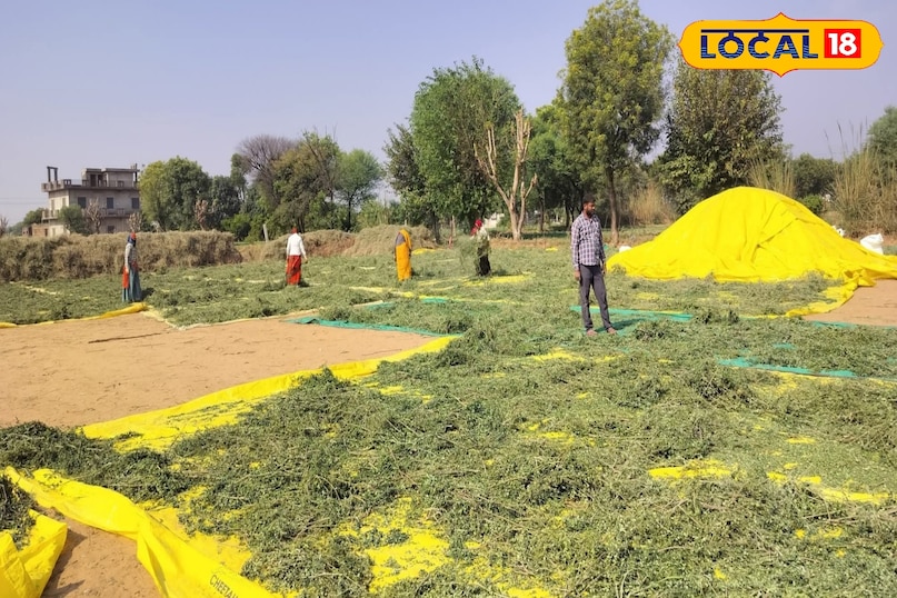 सहजन के पत्ते सहजन के पत्ते