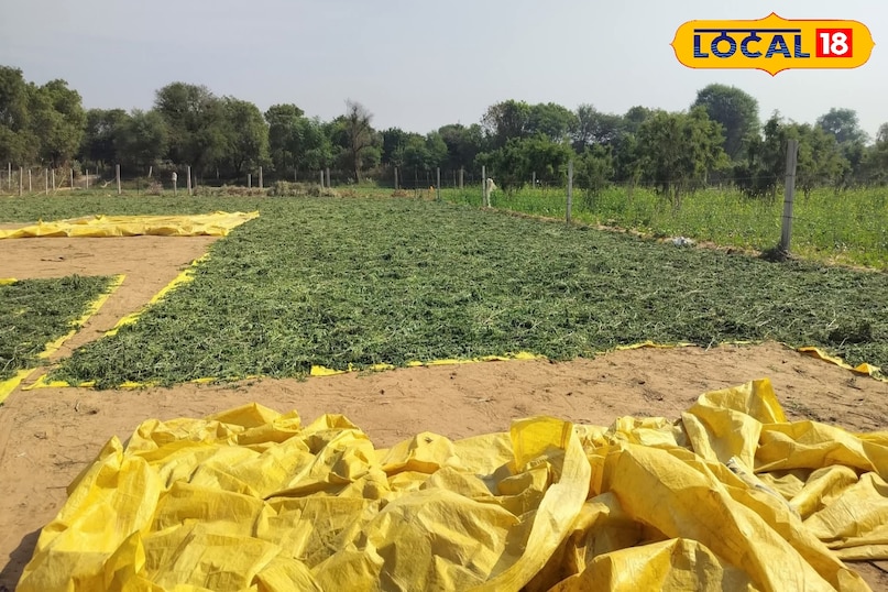 सहजन के पत्ते सहजन के पत्ते