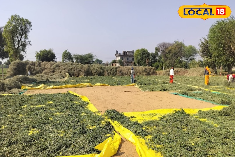 सहजन के पत्ते सहजन के पत्ते